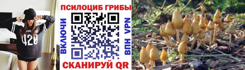 Галлюциногенные грибы Cubensis  даркнет сайт  Котельнич 